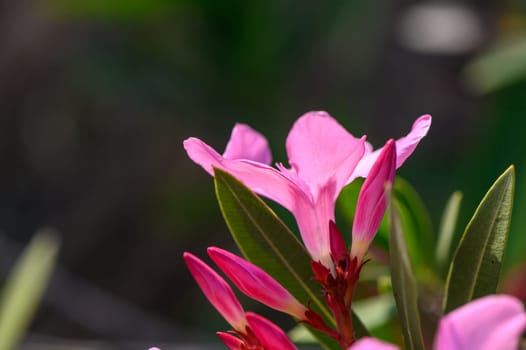 Nerium Nerium oleander flowers in bloom in pink color