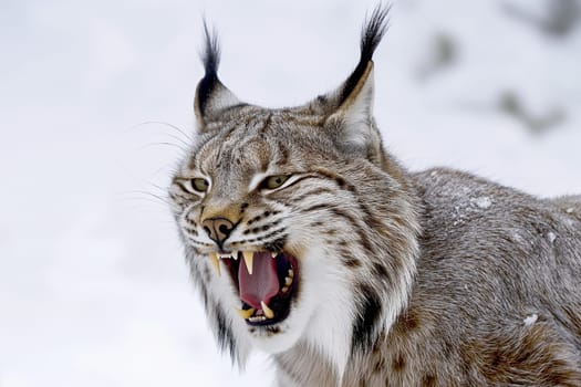 A wild and angry eurasian lynx hunting on a mountain with snow