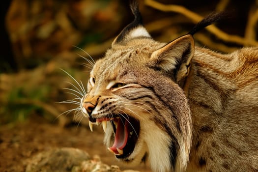 A wild and angry eurasian lynx hunting in forest in wildness