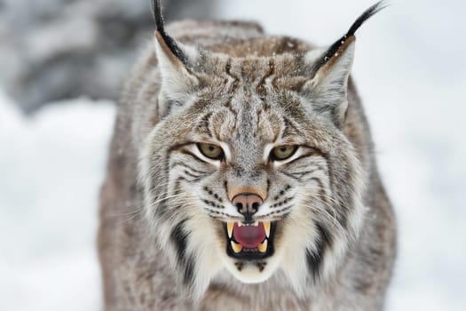 A wild and angry eurasian lynx hunting in nature