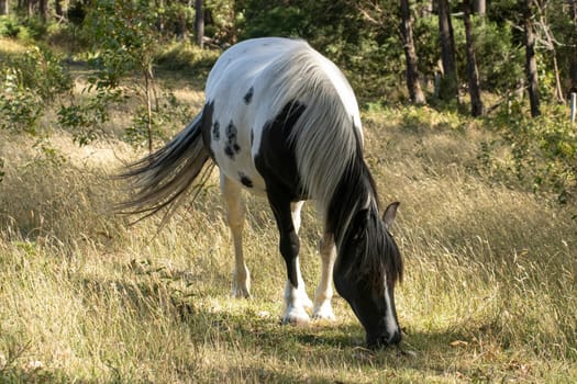 Beautiful single horse in a eating grass in a green field with a swishing tail.