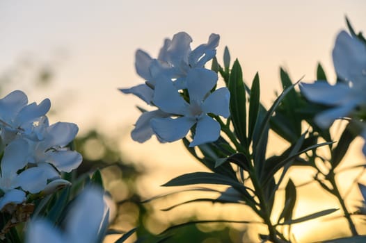 White Oleander during sunset 1