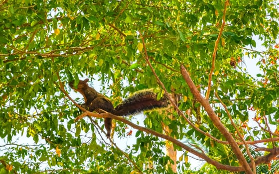 Squirrel sits runs on plant palm tree in Zicatela Puerto Escondido Oaxaca Mexico.