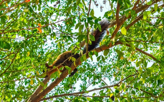 Squirrel sits runs on plant palm tree in Zicatela Puerto Escondido Oaxaca Mexico.