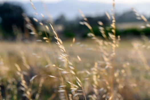 A slender wild oat. Avena barbata