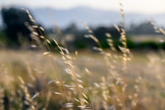 The sun shining through the grass. Wild oats. Avena fatua. Toned image