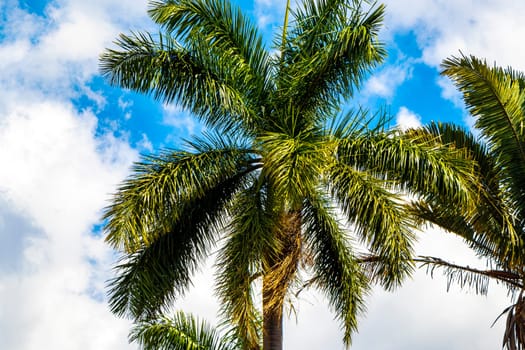 Tropical palm trees palms tree plants and blue skies in Alajuela Costa Rica in Central America.