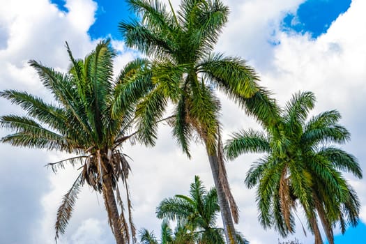 Tropical palm trees palms tree plants and blue skies in Alajuela Costa Rica in Central America.