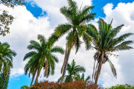 Tropical palm trees palms tree plants and blue skies in Alajuela Costa Rica in Central America.