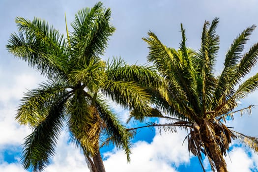 Tropical palm trees palms tree plants and blue skies in Alajuela Costa Rica in Central America.