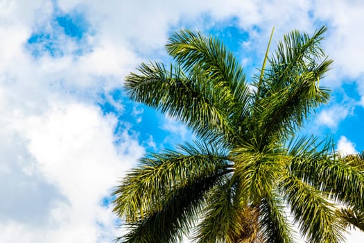 Tropical palm trees palms tree plants and blue skies in Alajuela Costa Rica in Central America.