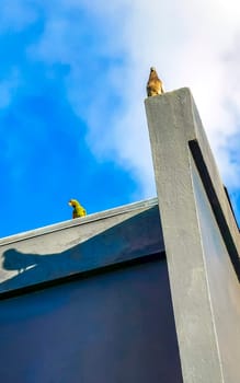 Green parrot and pigeon birds on roof in Alajuela Costa Rica in Central America.