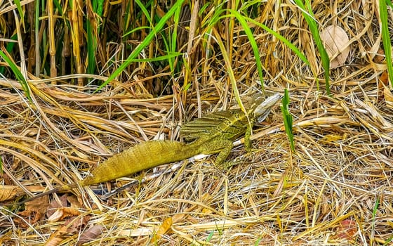 Green Tortuguero lizard iguana reptile in the grass in Rio Segundo Alajuela Costa Rica in Central America.