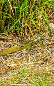 Green Tortuguero lizard iguana reptile in the grass in Rio Segundo Alajuela Costa Rica in Central America.
