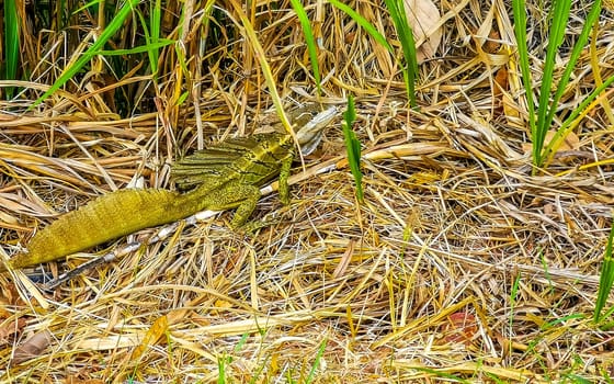 Green Tortuguero lizard iguana reptile in the grass in Rio Segundo Alajuela Costa Rica in Central America.