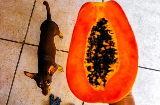 Half papaya in hand with dog in the background in Playa del Carmen Quintana Roo Mexico.