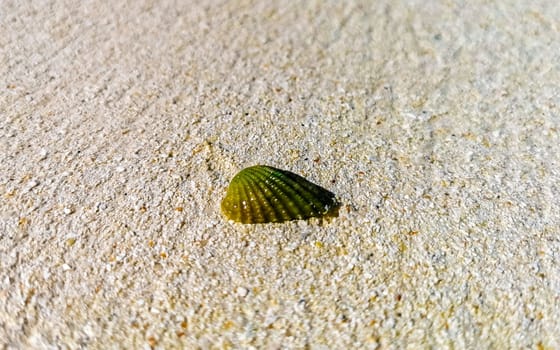 Beautiful green shells shell mussel on beach sand and turquoise sea on Isla Contoy island in Cancun Quintana Roo Mexico.