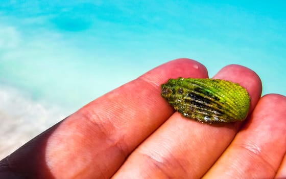 Beautiful green shell in the hand at turquoise Caribbean sea on Isla Contoy island in Cancun Quintana Roo Mexico.