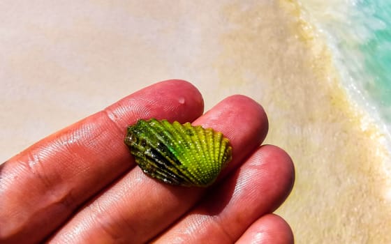 Beautiful green shell in the hand at turquoise Caribbean sea on Isla Contoy island in Cancun Quintana Roo Mexico.