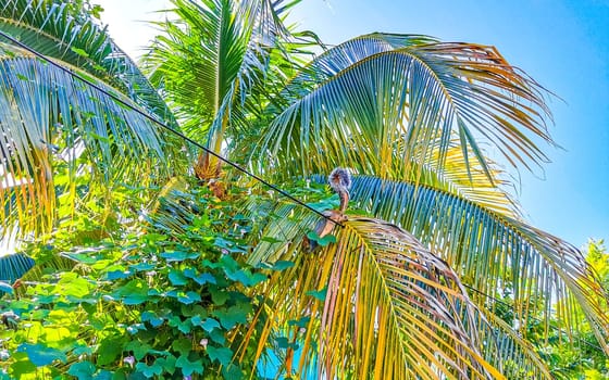 Squirrel sits runs on plant palm tree in Zicatela Puerto Escondido Oaxaca Mexico.