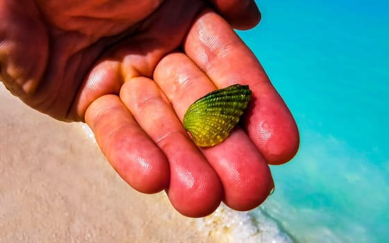 Beautiful green shell in the hand at turquoise Caribbean sea on Isla Contoy island in Cancun Quintana Roo Mexico.