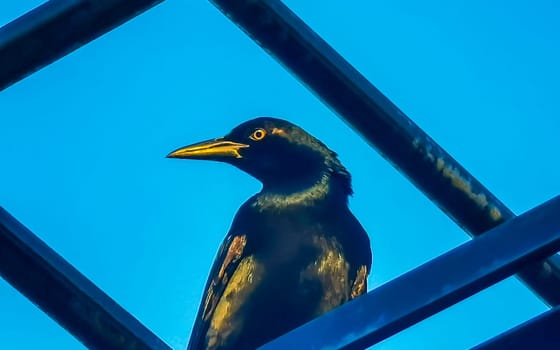 Great tailed Grackle bird sits on power pole cable ladder stairs city in Playa del Carmen Quintana Roo Mexico.