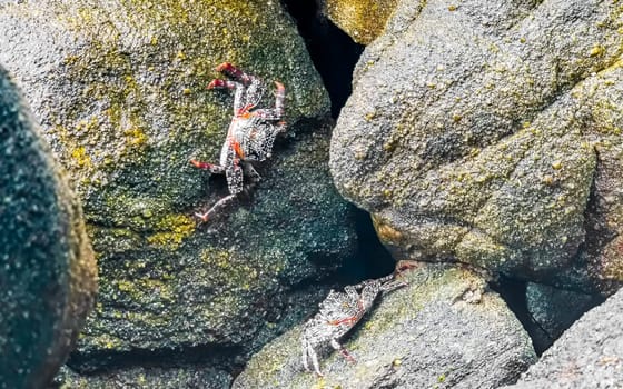 Black red crab crabs on wet cliffs stones rocks in Zicatela Puerto Escondido Oaxaca Mexico.