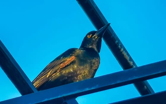 Great tailed Grackle bird sits on power pole cable ladder stairs city in Playa del Carmen Quintana Roo Mexico.