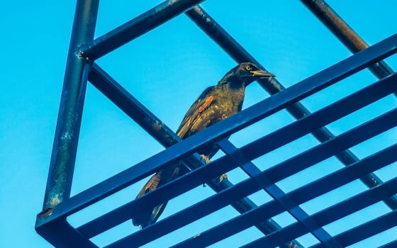 Great tailed Grackle bird sits on power pole cable ladder stairs city in Playa del Carmen Quintana Roo Mexico.