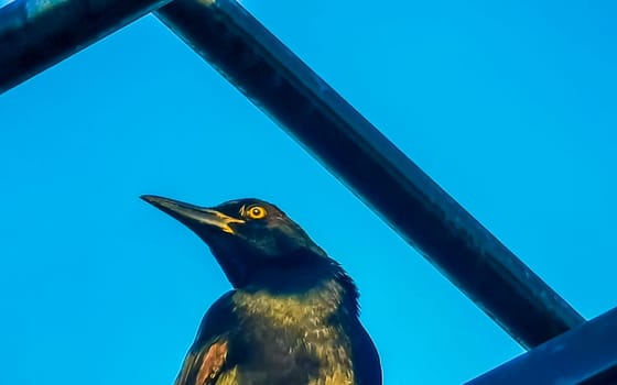 Great tailed Grackle bird sits on power pole cable ladder stairs city in Playa del Carmen Quintana Roo Mexico.