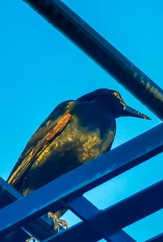 Great tailed Grackle bird sits on power pole cable ladder stairs city in Playa del Carmen Quintana Roo Mexico.