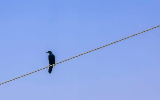 Great tailed Grackle bird sits on power pole cable city in Playa del Carmen Quintana Roo Mexico.
