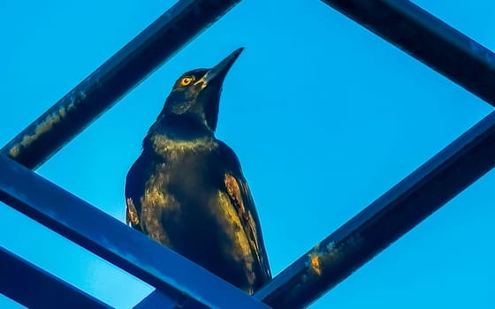 Great tailed Grackle bird sits on power pole cable ladder stairs city in Playa del Carmen Quintana Roo Mexico.