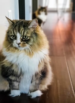 View of a Ragamuffin Cat in the Foreground with Maine Coon in the Background