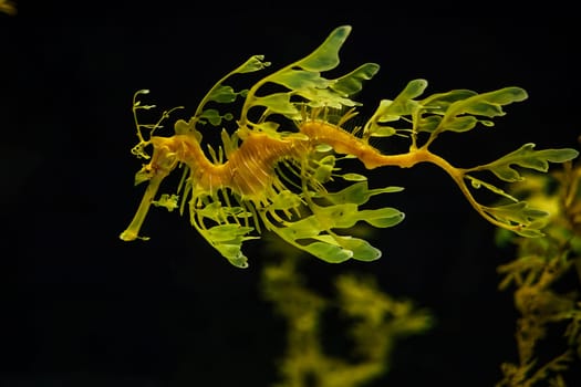 Leafy Seadragon Phycodurus eques or Glauert's seadragon marine fish underwater