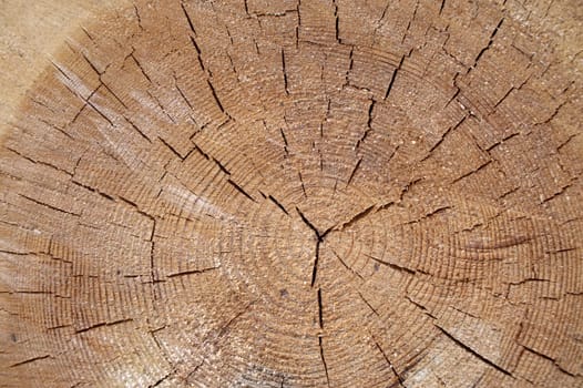 Close up view of the cross section of a tree trunk, tree rings display varying widths and reveal a pattern that is characteristic of tree growth