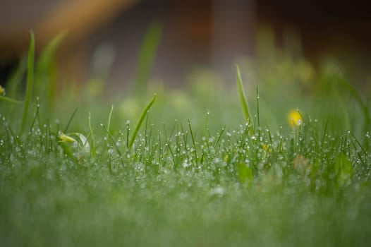 Vibrant green field of grass covered in glistening water droplets, background is out of focus, contributing to a vitality and tranquil atmosphere