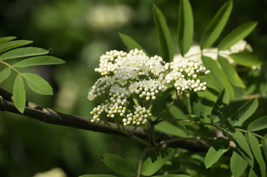 Blooming sorbus aucuparia in closeup. White flowers of mountain ash. Branch of a white flowering rowan tree in closeup. Flowering of mountain ash with green leaves