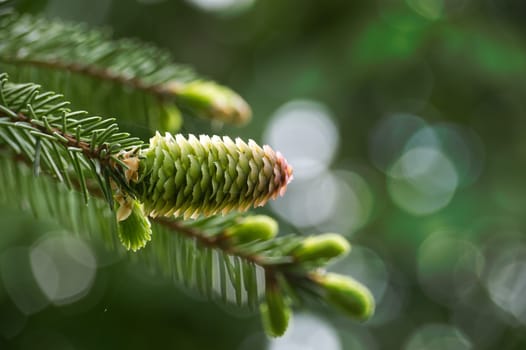 Green fir cone on a fir tree branch, young fir cone showing a green hue with hints of pink at its tips over blurred background with light spots