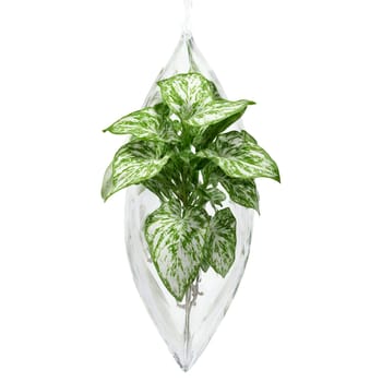 Plants isolated on transparent background