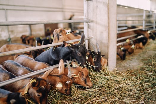 Goatlings are eating hay from behind a fence in a paddock on a farm, pushing each other. High quality photo