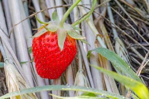 Strawberry plant. Red strawberry laying on straw in the garden . Top view.