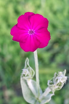 Close-up a flower Silene coronaria or Lychnis coronaria with blurred natural background. Flowering plants in the garden.