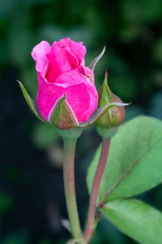Close-up view of a red rose bud on a stem on the blurred natural background. Shallow depth of field.