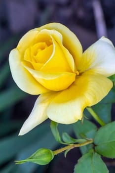 Close-up view of a yellow rose bud on a stem with the blurred background. Shallow depth of field.