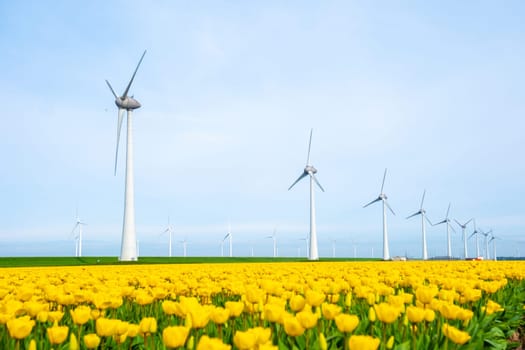 windmill park with tulip flowers in Spring, windmill turbines in the Netherlands Europe. windmill turbines in the Noordoostpolder Flevoland, energy transition