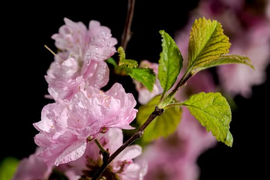 Beautiful pink Almond Prunus triloba blossoms on a black background. Flower head close-up.