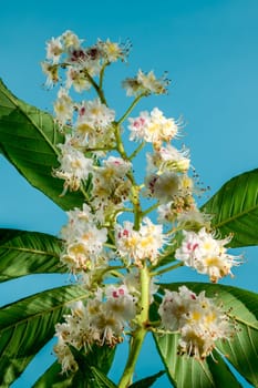 Beautiful white horse chestnut tree blossoms on a blue background. Flower head close-up.