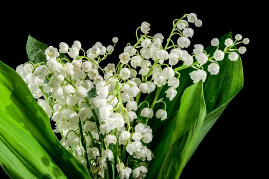 Beautiful blooming white Lily of the valley flower isolated on a black background. Flower head close-up.