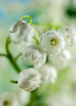 Beautiful blooming white Lily of the valley flower. Flower head close-up.